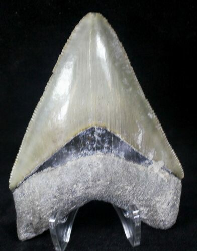 Serrated, Bone Valley Megalodon Tooth #20674